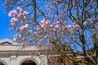 04.22.2019 - Magnolia Trees